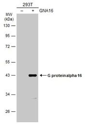 G protein alpha 16 antibody