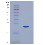人干扰素α2(IFNa2)重组蛋白