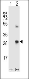 SPARC antibody, C-term