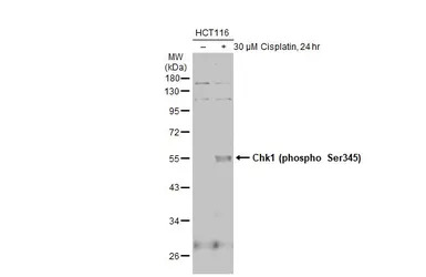 Chk1 (phospho Ser345) antibody