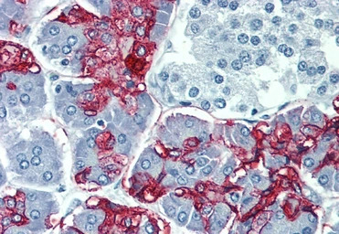 Blood Group Lewis a antibody [