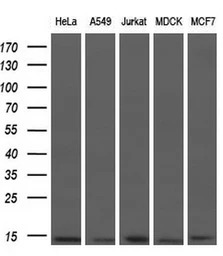 ID3 antibody [10D3]