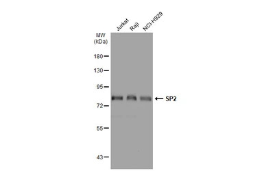SP2 antibody