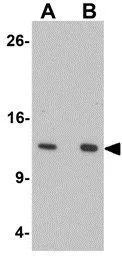 HIGD1A antibody