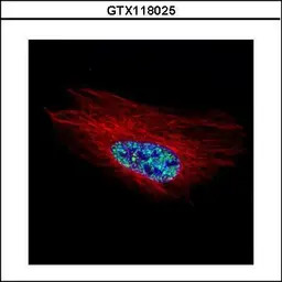 Homeobox C10 antibody