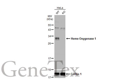 Heme Oxygenase 1 antibody
