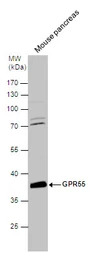 GPR55 antibody