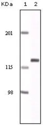 EphA2 antibody [1B3C7]