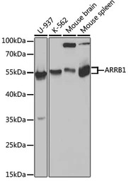 beta Arrestin 1 antibody