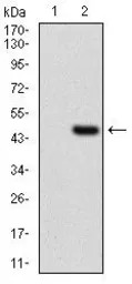 CLGN antibody [1C8B6]