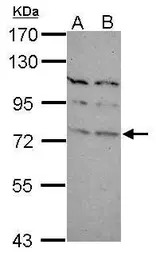 TBR1 antibody [N2C1], Internal