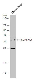 ADPRHL1 antibody