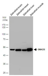 SMAD5 antibody