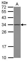 POLR2C antibody [N1C3-2]