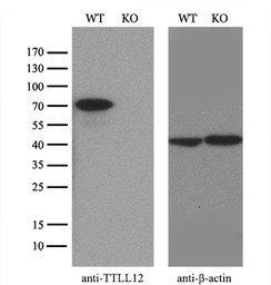 TTLL12 antibody [4B2]
