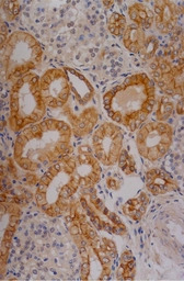 Cytokeratin 18 antibody [C-04]