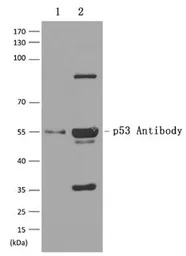 p53 antibody