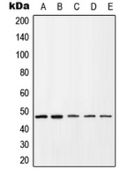 CXCR4 (phospho Ser339) antibod