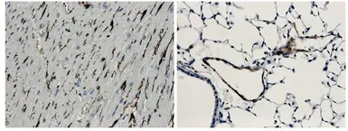 CD62E antibody [9J12]