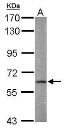 FAAH antibody [C2C3], C-term