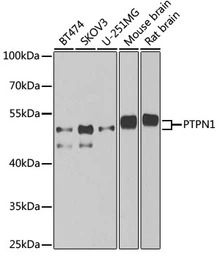 PTP1B antibody
