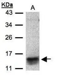 I-309 antibody