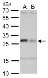 HLA-DmA antibody
