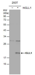 IGLL1 antibody