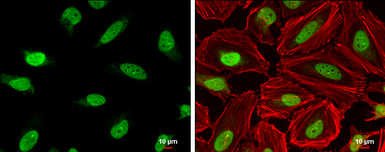 DNA ligase III antibody [C2C3]