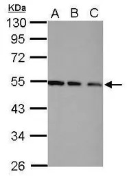 TRIP15 antibody