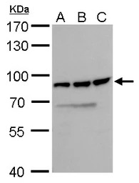 DDX18 antibody