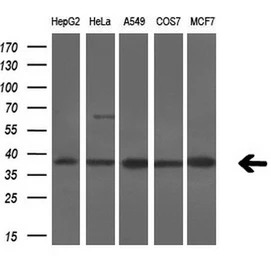 Serine racemase antibody [7E8]