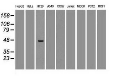 GATA4 antibody [9F9]