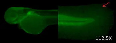 DNAJB6 antibody [N3C3]