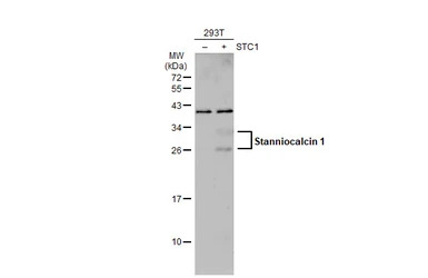 Stanniocalcin 1 antibody