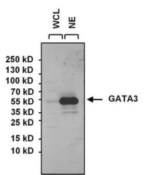 GATA3 antibody