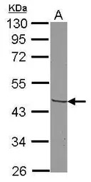 CCR3 antibody [C2C3], C-term