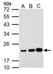 AICDA antibody