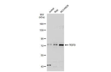 TCF3 / E2A antibody