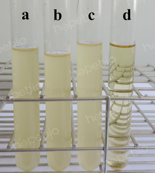 TB培养基微生物质控结果 TB培养基微生物质控结果