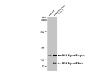 DNA ligase III antibody [C2C3]