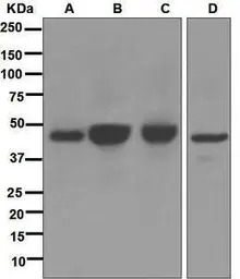 AGTR1 antibody [EPR3873]