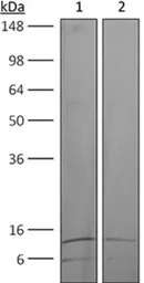TGF beta antibody [1D11.16.8]