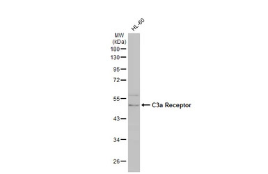 C3a Receptor antibody