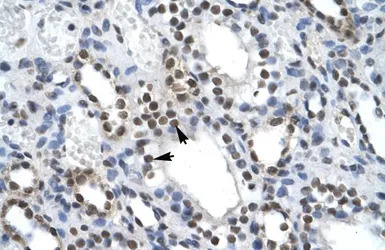 ILF2 antibody, C-term