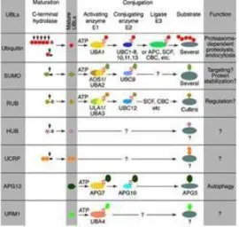 Sumo antibody [4F2.F5.G2]