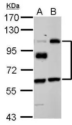 EPLIN antibody