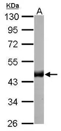 Citrate synthase antibody [GT2