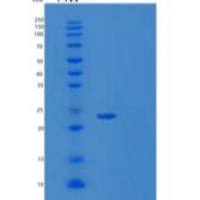 人SLAM家庭成员7重组蛋白