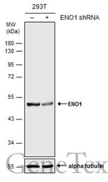 ENO1 antibody [N3C3]